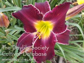 Dakota Mystic AHS image