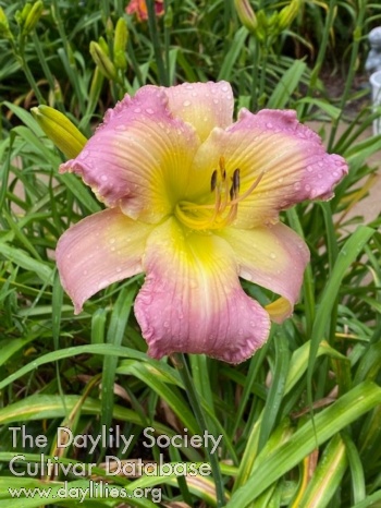 Morning Affair AHS image