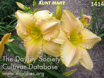 Aunt Mary