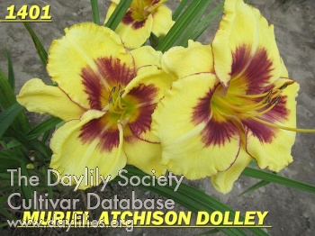 Muriel Atchison Dolley AHS image