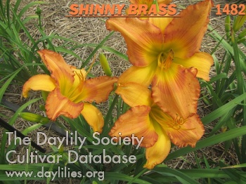 Shiny Brass AHS image