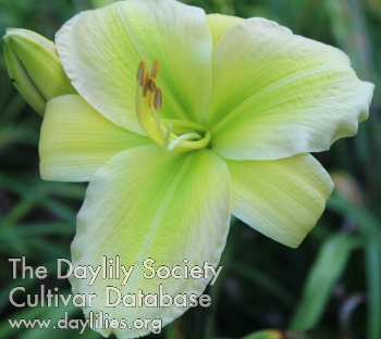 Key Lime Cream AHS image