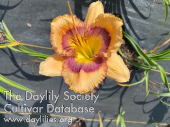 Rose Imelda Dete AHS image