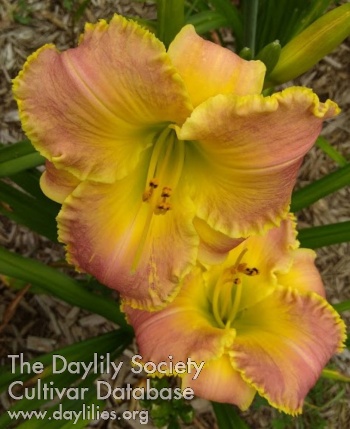 Pastel Precision AHS image