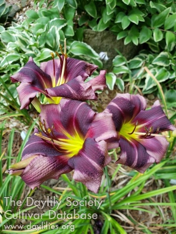 Purple Smooch AHS image
