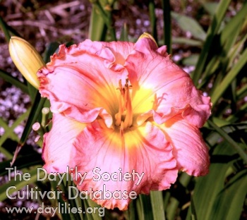 Pink Coral Sunset AHS image