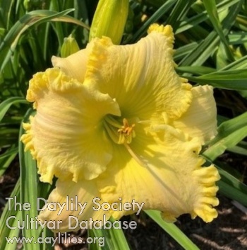 Ruffled Lemon Cello AHS image
