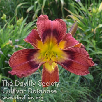 Cinnamon Dawn AHS image