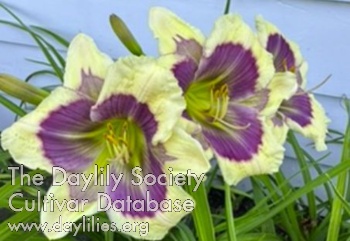 Dr Bunsen Honeydew AHS image