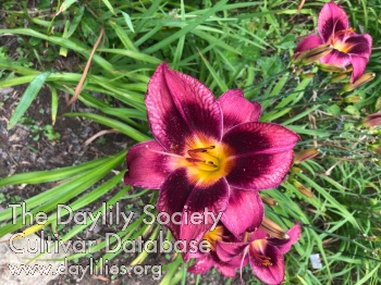 Dr Phil Hill AHS image