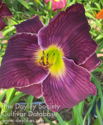 Judy McNally AHS image