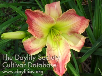 Rosy Kiss AHS image