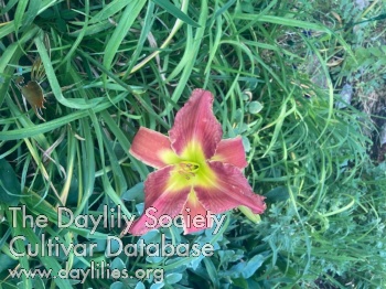 Fay Weaver's Holland AHS image