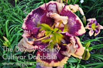 Doubles Design AHS image