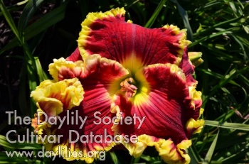 Flaming Showman AHS image
