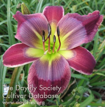 The Marvelous Martins AHS image