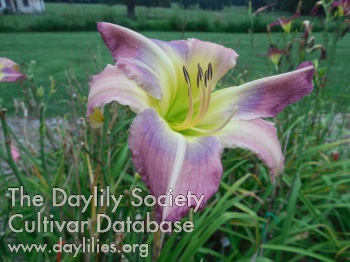 Delightful Cindy AHS image