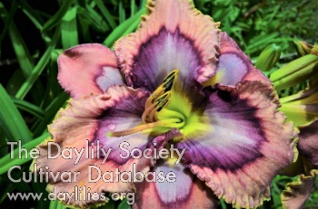 Dazzling Candy AHS image