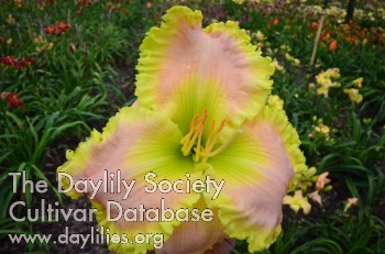 Tennessee Sally AHS image