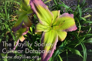 Tracy Ellan AHS image