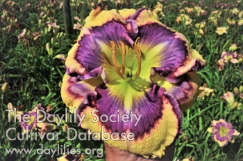 Wildflower Power AHS image