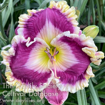 Regal Star AHS image