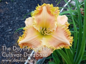 Prickled Peach AHS image