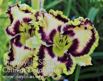 Laurelwood Daybreak AHS image