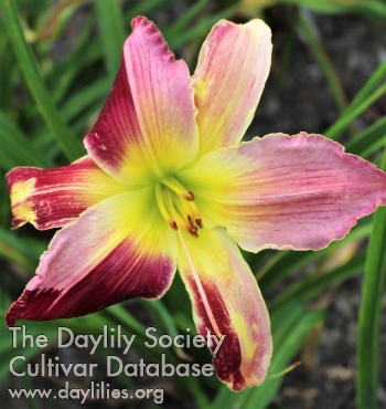 Laurelwood's Ribbon Candy AHS image