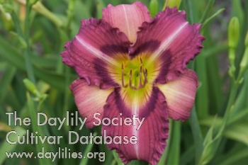 Windyhill's Kiss Me Baby AHS image