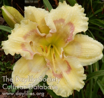 Frilly Jilly AHS image
