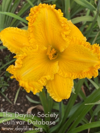 Golden Sun Soaker AHS image