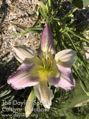 Deer Haven Lilac Magic AHS image