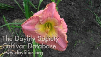 Deer Haven Pink Fusion AHS image
