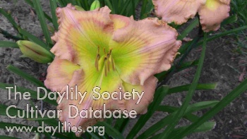 Deer Haven Tinker Bell AHS image
