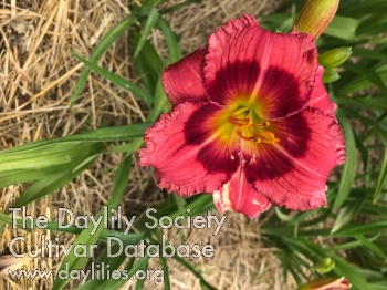 Cherry Disposition AHS image