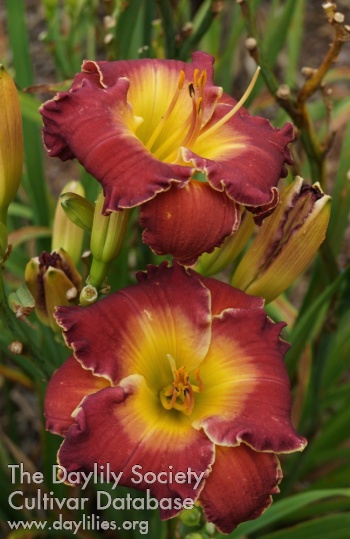 RavenCroft Richelieu Red AHS image