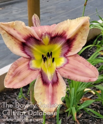 Lily Farm Dotsalot AHS image