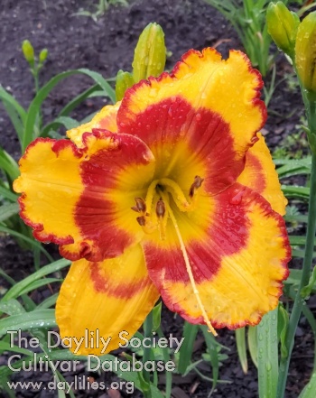Lily Farm Fire Flair AHS image