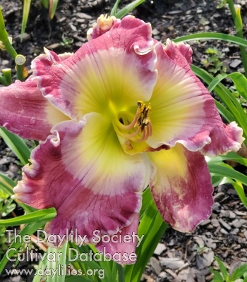 Lily Farm Gemstone AHS image
