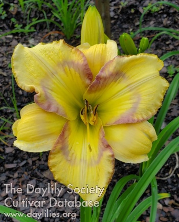 Lily Farm Opaque Illusion AHS image