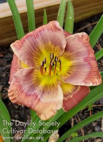 Lily Farm Plum Pastry AHS image