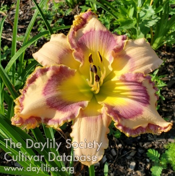 Lily Farm Splendor AHS image