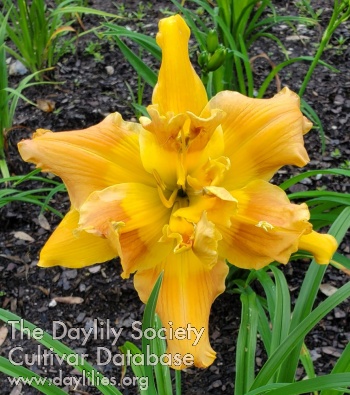 Lily Farm Tuscany Double Trouble AHS image