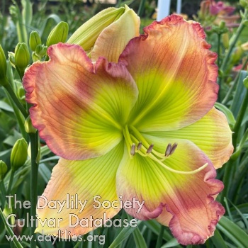 Glow Getter AHS image