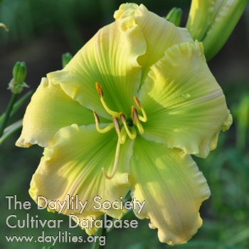 Green Bouquet AHS image