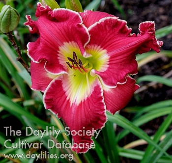 Vivid Red AHS image