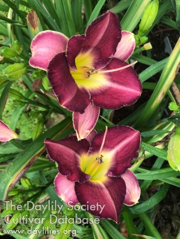 Sharon Elaine AHS image