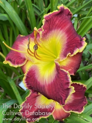Sheila's Paradise AHS image