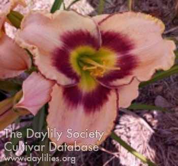 Jerri Berri AHS image